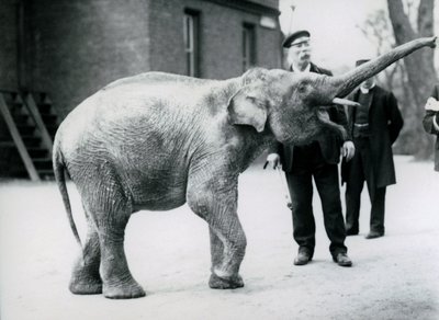 Ein asiatisches Elefantenbaby hebt seinen Rüssel zu einem Wärter, während andere Wärter zuschauen von Frederick William Bond